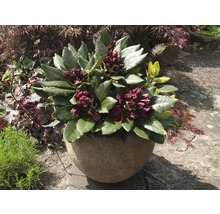 Rhododendron dans un pot en pierre dans le jardin