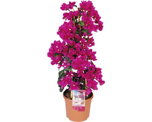 Drillingsblume Pyramide FloraSelf Bougainvillea 'Sanderiana' Gesamthöhe ca. 100 cm Ø 23 cm Topf lila