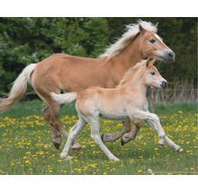 Fototapete Vlies 18406 Horses 7-tlg. 350 x 260 cm