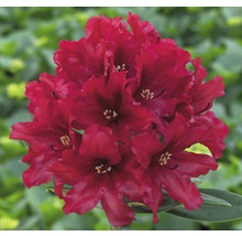 Rhododendronblüte mit Blütenstand