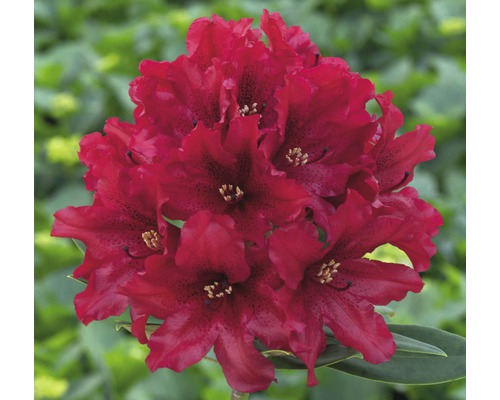 Rhododendron hybride 'Taragona' H 30-40 cm Co 5 l