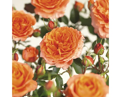 Rosier à massif 'Rose Meilove' Floraself Rosa 'Rose Meilove' h 30-50 cm Co 5 l