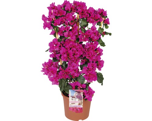 Bougainvillea en espalier FloraSelf Bougainvillea 'Sanderiana' hauteur totale env. 100 cm pot Ø 23 cm violet