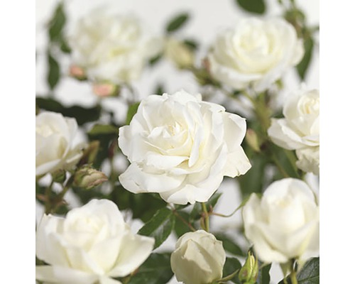Strauchrose 'Schneewittchen' FloraSelf Rosa 'Schneewittchen' H 30-50 cm Co 5 L Nahaufnahme von weißen Rosenblüten