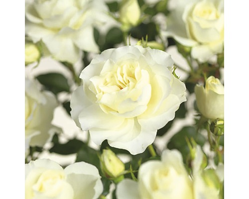 Rosier à massif 'White Meilove' Floraself Rosa 'White Meilove' h 30-50 cm Co 5 l