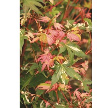 Érable palmé à feuilles multicolores Acer palmatum 'Oridono Nishiki' H 40-60 cm Co 4 L