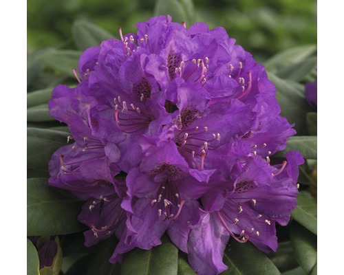 Rhododendron-boule Rhododendron degronianum ssp. Yakushimanum 'Bohlken's Lupinenberg Laguna' ® H 25-30 cm Co 5 l