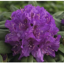 Fleur de rhododendron