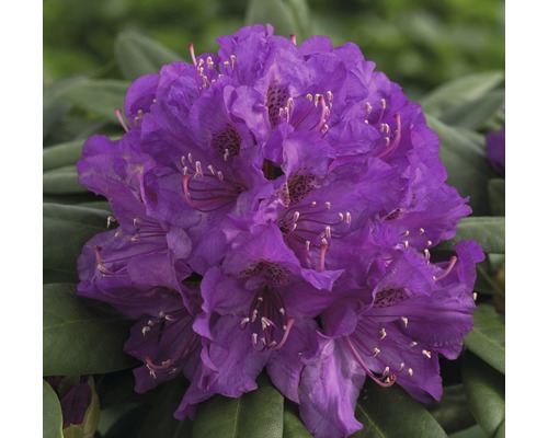 Rhododendron-boule Rhododendron degronianum ssp. Yakushimanum 'Bohlken's Lupinenberg Laguna' ® H 30-35 cm Co 5 l