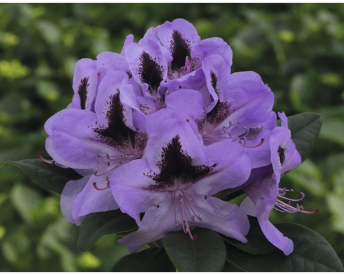 Rhododendron hybride 'Metallica' H 30-40 cm Co 5 l