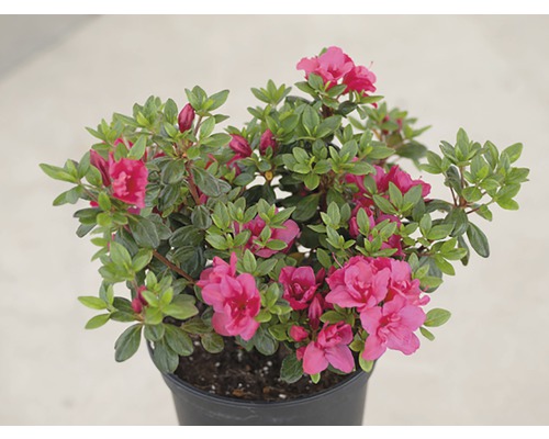 Azalée avec fleurs en pot