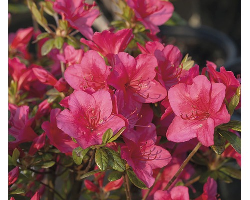 Azalée du Japon Rhododendron obtusum 'Little Red' H 20-30 cm Co 3 l