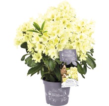 Easydendron Rhododendron Inkarho® 'Dufthecke Gelb' h 25-30 cm Co 5 l rhododendron pour sol calcaire-thumb-0