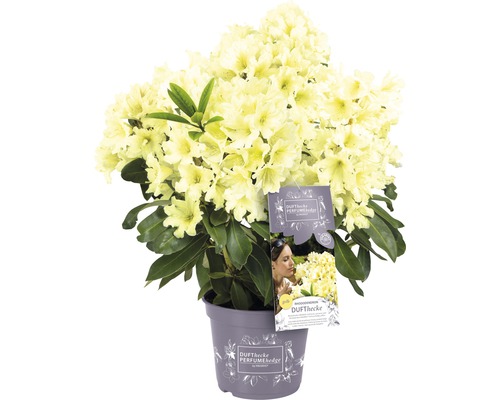 Easydendron Rhododendron Inkarho® 'Dufthecke Gelb' h 25-30 cm Co 5 l rhododendron pour sol calcaire-0