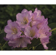 Easydendron Rhododendron Inkarho® 'Dufthecke Rosa h 25-30 cm Co 5 l rhododendron pour sol calcaire