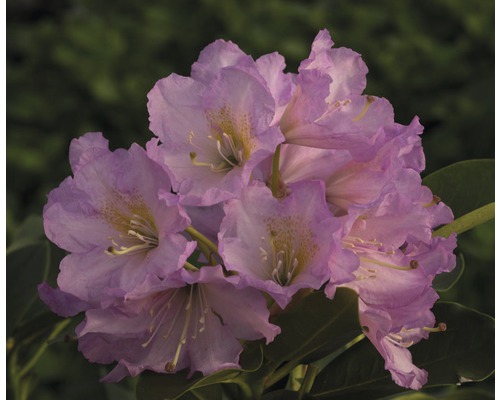 Easydendron Rhododendron Inkarho® 'Dufthecke Rosa h 25-30 cm Co 5 l rhododendron pour sol calcaire