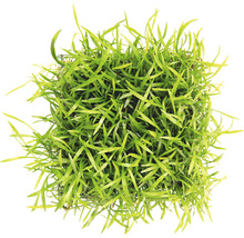 Löffelgras als Pad - Lilaeopsis brasiliensis