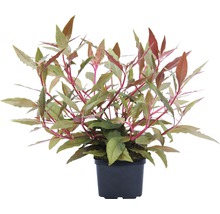 Stängelpflanze Alternanthera reineckii ´rot´ XXL