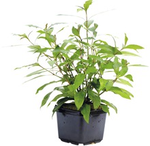 Riesenwasserfreund - Hygrophila corymbosa ´Stricta´ XXL
