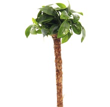 Bonsai palme´Bonsai´ Palme mit Anubias nana Bonsai ca. 15 cm