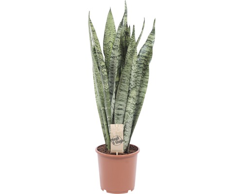 Bogenhanf FloraSelf Sansevieria trifasciata 'Zeylanica' H ca. 20 cm Ø 12/13 cm Topf