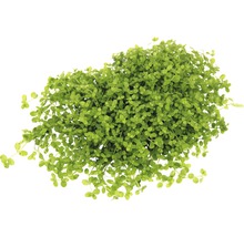 Foin aiguille nain comme plante d''aquarium