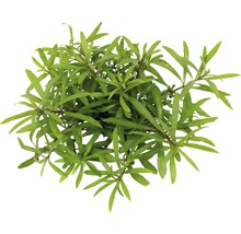 Stängelpflanze - Pogostemon quadrifolius T