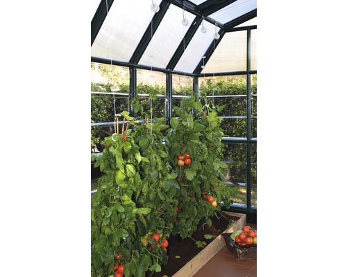 Tomatenpflanzen in einem Gewächshaus mit Lichtinstallation