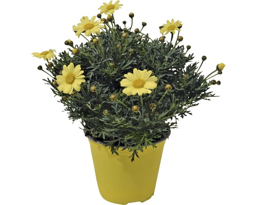 Marguerite Argyranthemum Frutescens Ø 18 cm pot