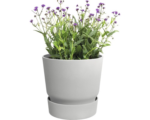 Blumentopf mit lila blühender Pflanze