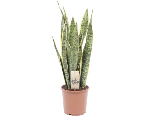 Sansevieria trifasciata 'Laurentii' H 65-70 cm pot Ø 25 cm Sansevieria trifasciata 'Laurentii' H 65-70 cm pot Ø 25 cm