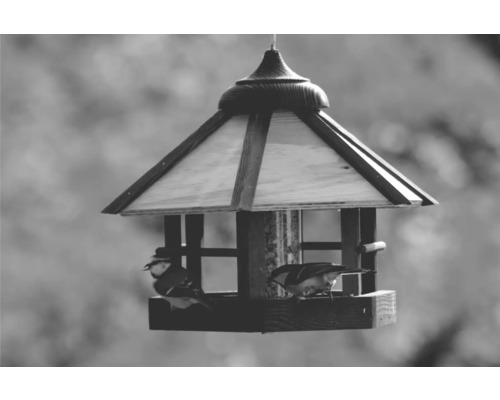 Maison pour oiseaux avec deux oiseaux, mangeoire pour oiseaux de jardin