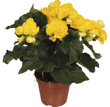 Bégonia Elatior FloraSelf Begonia elatior 'Rebecca' H 30-40 cm pot Ø 14 cm-thumb-0