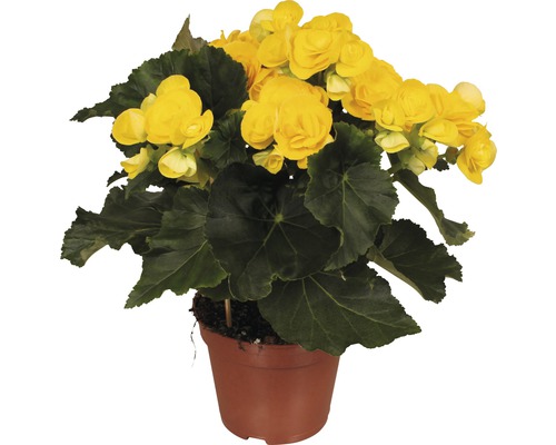 Bégonia Elatior FloraSelf Begonia elatior 'Rebecca' H 30-40 cm pot Ø 14 cm