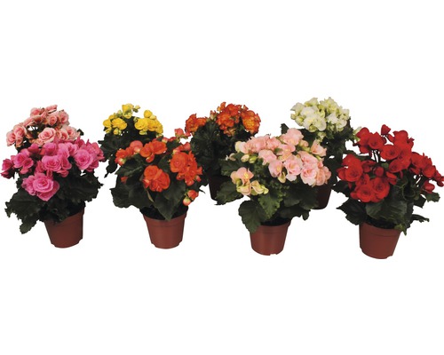 Elatior-Begonie FloraSelf Begonia elatior H 30 cm Ø 14 cm Topf zufällige Farbauswahl