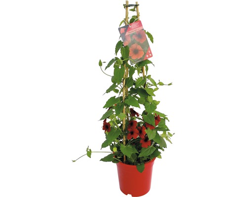 Suzanne aux yeux noirs rouge en pyramide FloraSelf Thunbergia alata hauteur totale env. 90 cm pot Ø 19 cm