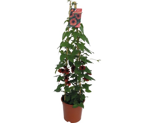 Plante grimpante avec des fleurs orange en pot