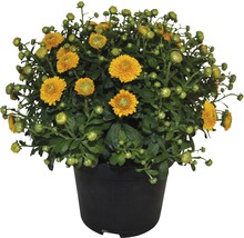 Chrysanthème FloraSelf Chrysanthemum indicum h 30-40 cm pot de 17 cm de Ø assorti-thumb-1