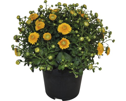 Chrysanthème jaune en pot