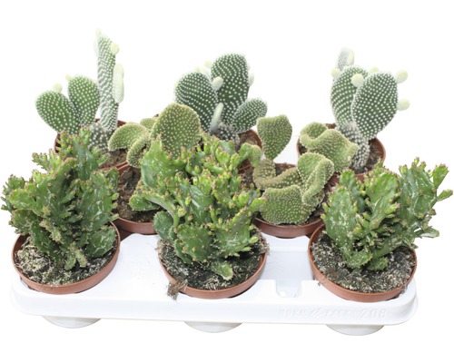 Opuntia Mix FloraSelf H ca. 15-20 cm Ø 10,5 cm Topf zufällige Sortenauswahl