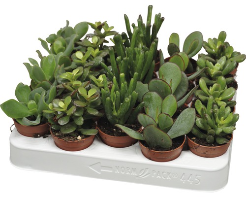 Verschiedene Sukkulenten in Töpfen auf einem weißen Tablett