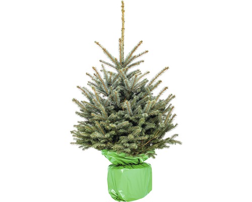 Blaufichte im Topf mit Ballentuch