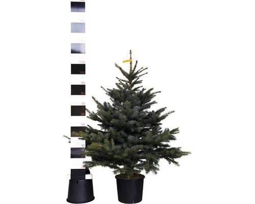 Blaufichte, Blaue Stechfichte H 100-125 cm Co 10 L Weihnachtsbaum gesägt und getopft Blaufichte im Topf mit Messskala zur Größenangabe