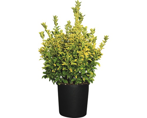 Japanischer Spindelstrauch FloraSelf Euonymus japonicus 'Elegantissima Aurea' H 60-80 cm Co 18 L