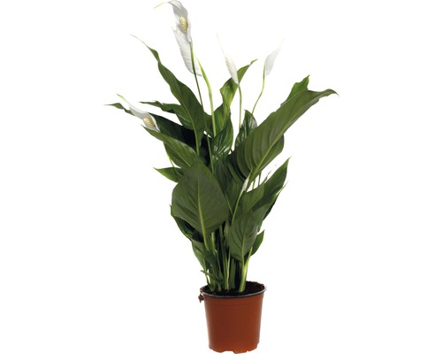 Fleur de Lune FloraSelf Spathiphyllum wallisii 'Sweet Silvio' H 70-80 cm pot de Ø 14 cm