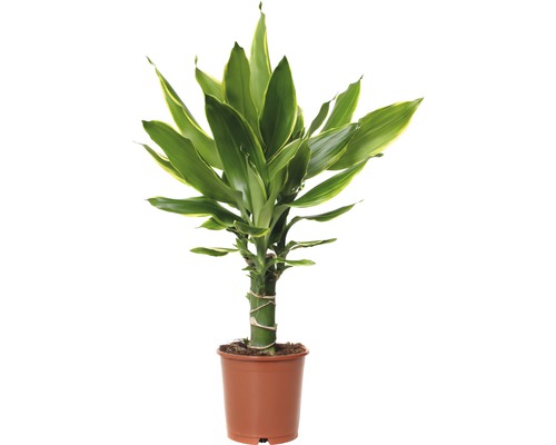 Drachenbaum FloraSelf Dracaena fragrans 'Golden Coast' H 40-50 Ø 11 cm Topf