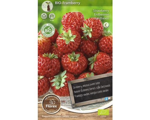 BIO Erdbeer-Rhizom 'Framberry' 2 Stk.