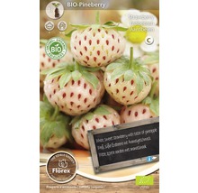 Bio-Pineberry Erdbeerpflanze