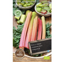 Bio Rhabarber Pflanze