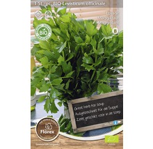 Bio-Maggikraut Pflanze im Topf